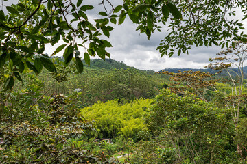 Fototapeta premium View of the thick vegetation near the famous Salento village in the heart of coffee-growing region (Colombia).
