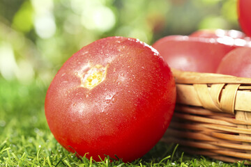 Fresh Red Tomatoes in Wicker Basket on Grass - Xinjiang Wholesale Produce with Water Droplets