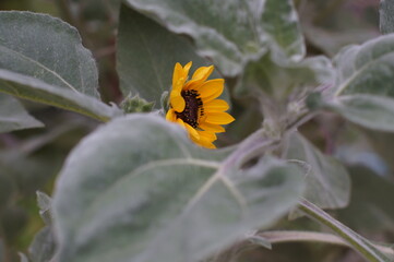 残暑のヒマワリ