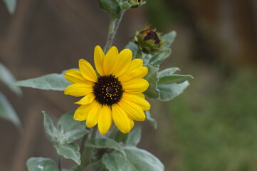 残暑のヒマワリ