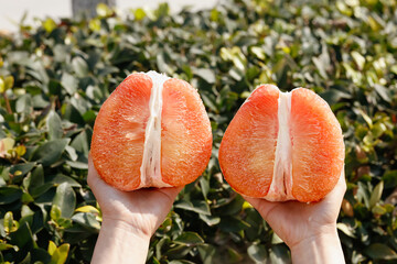 Ruby Red Thai Pomelo Flesh Halves Held in Hands with Sweet Pink Segments