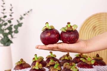 Fresh Mangosteen Tropical Fruits from Thailand in Hand Display with Natural Home Setting