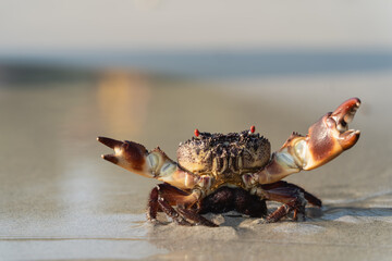 Close-Up View of a Vibrant Crab with a Detailed Shell and Claws on a Shimmering Sandy Beach at Sunrise