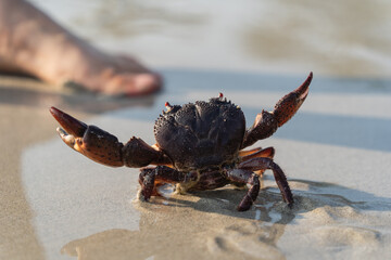 Close-Up View of a Dark Brown Crab in Shallow Water Near a Human Foot on Sandy Beach During Bright Daylight