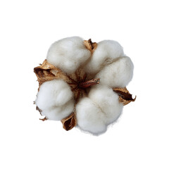 A cotton boll on transpart background