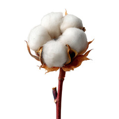 A cotton boll on transpart background