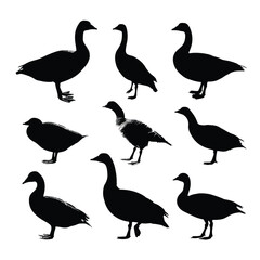 Obraz premium Collection of flying and standing geese silhouettes isolated on white background