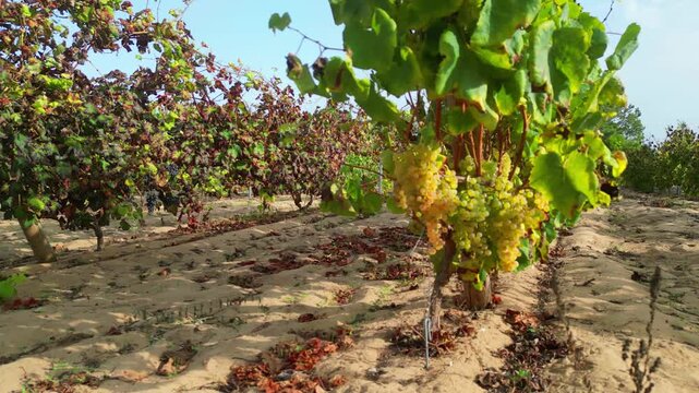 Circular low view from a vineyard at Sand.They are planted in deep trenches,with the roots reaching the clay soil below the sand, while the sand protects the roots and the vine.Colares,Sintra Portugal