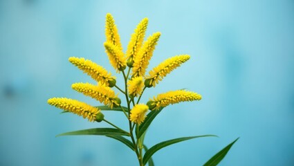 Vibrant yellow flower cluster against a light teal background, showcasing detailed inflorescences and lush green leaves.