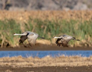 Fototapeta premium Two sandhill cranes in flight over a waterway