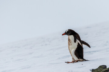 Obraz premium Close-up of a Gentoo Penguin -Pygoscelis papua- walking along a penguin highway in a snowy landscape of the colony at Danco island, on the Antarctic Peninsula