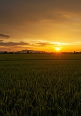 Fototapeta premium Golden sunset over green field