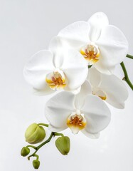 Obraz premium Elegant white orchids (1)