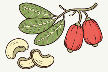 hand drawn vector illustration of a cashew nut fruit