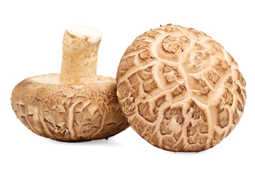 Fototapeta premium Fresh Shiitake mushroom on white background.
