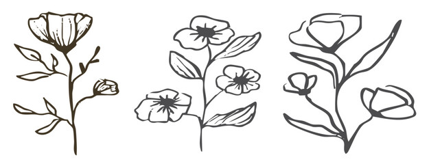 floral botanical feminine wild flower summer line sketch 