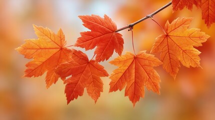Fototapeta premium Vibrant Autumn Maple Leaves in Vivid Orange and Red Colors Against a Soft Background Capturing the Essence of Fall and Seasonal Change in Nature