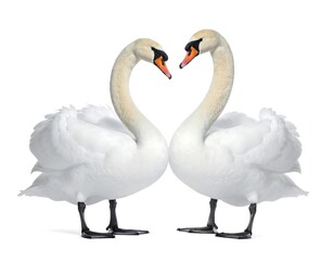 Obraz premium Two swans facing each other, necks forming a heart shape