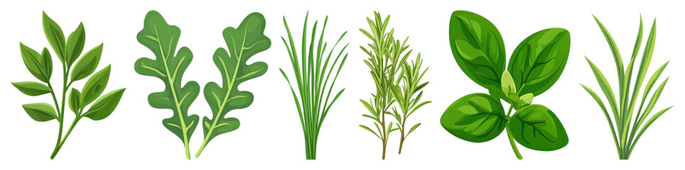 PNG Illustrated fresh green herbs collection, element set on transparent background