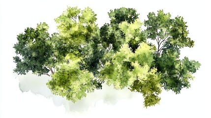 Obraz premium tree top watercolor hand drawn view isolated on white background for landscape plan and architecture layout drawing, elements for environment and garden
