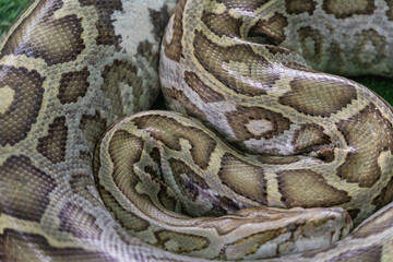 Close-up of a Beautiful Python Scales with Unique Patterns in Natural Habitat Coiled in a Serpentine Formation on a Soft Green Background