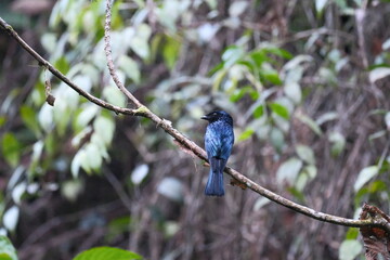 Malaysia Lesser Racket-tailed Drongo perched on branch in rainforest