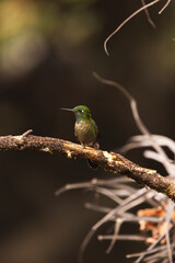 Wings of Light: Hummingbirds in Motion”