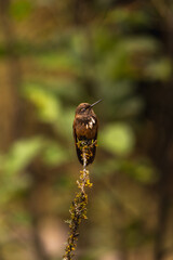 Wings of Light: Hummingbirds in Motion”