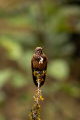 Wings of Light: Hummingbirds in Motion”