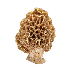 golden morel mushroom on transpart background