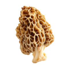 golden morel mushroom on transpart background