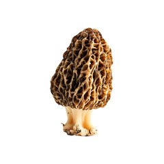 golden morel mushroom on transpart background