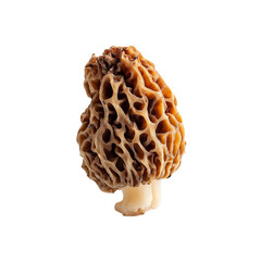 golden morel mushroom on transpart background
