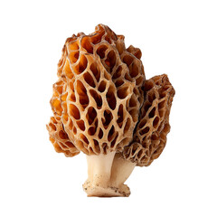 golden morel mushroom on transpart background