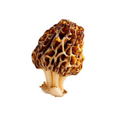 golden morel mushroom on transpart background