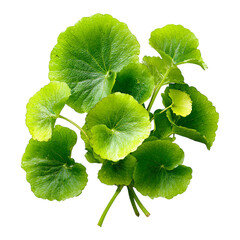 pennywort fresh green leaves on transpart background
