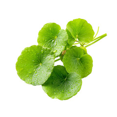 pennywort fresh green leaves on transpart background