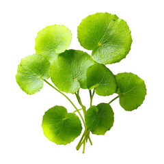 pennywort fresh green leaves on transpart background