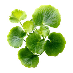 pennywort fresh green leaves on transpart background