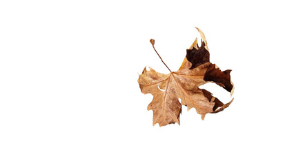 leaf one falling flying in autumn saason isolated for background