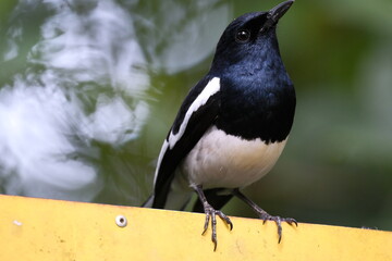 Oriental Magpie Robin perched on a yellow sign in Malaysia
