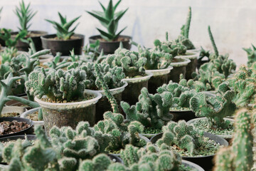 A row of small succulent cactus plants neatly arranged in plastic cups, ready for sale. Each plant...