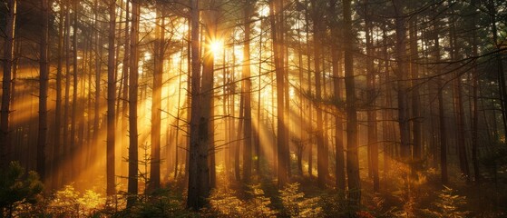 Obraz premium Golden sunlight through forest trees