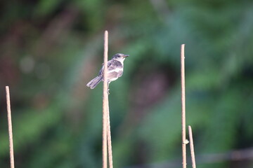 Malaysia Oriental Magpie Robin perched on rusted rod