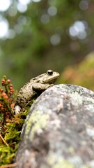 Naklejka premium Toad perched on a rock in a forest