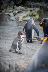 Penguins at Asahiyama Zoo, Hokkaido, Japan &ndash; Cute Wildlife Photography