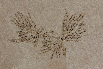 Wing-like sand patterns formed by crabs on a quiet beach at low tide