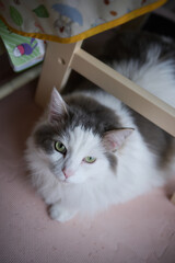 椅子の下で座っている白猫