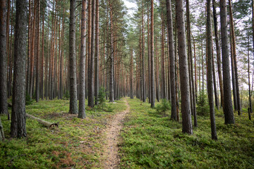 Walking narrow path through autumn forest with rows of pines standing tall among winding trail. Pines line footpath in woodland with green moss and blueberry bush. Ecotourism.  © DimaBerlin