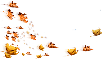 leaves yellow leaving travelling isolated for background